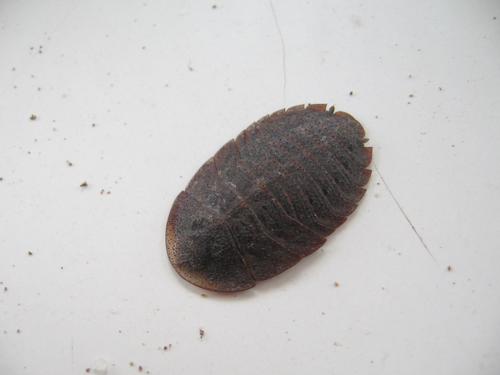 Biologylocal insects life in rotting wood.